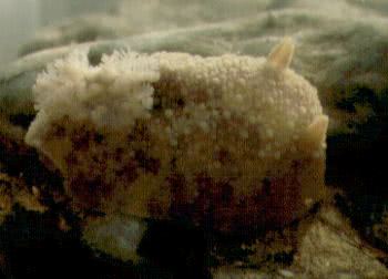 Sea Lemon (Archidoris pseudoargus)